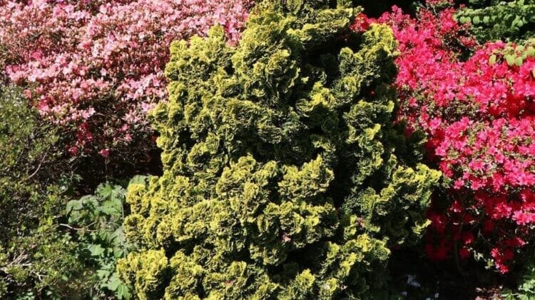Descrierea chiparosului Aurora si detalii despre plantare