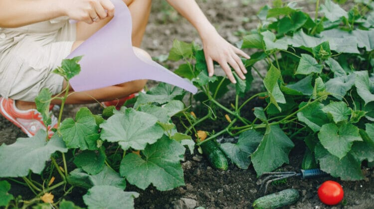 Care sunt motivele pentru care sa cresti propriile legume?