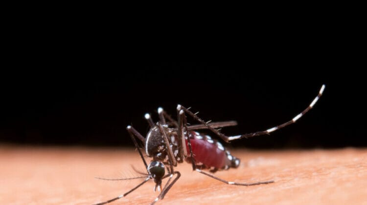 Virusul West Nile: O Privire Asupra Infecției Transmise de Țânțari