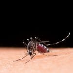 Virusul West Nile: O Privire Asupra Infecției Transmise de Țânțari